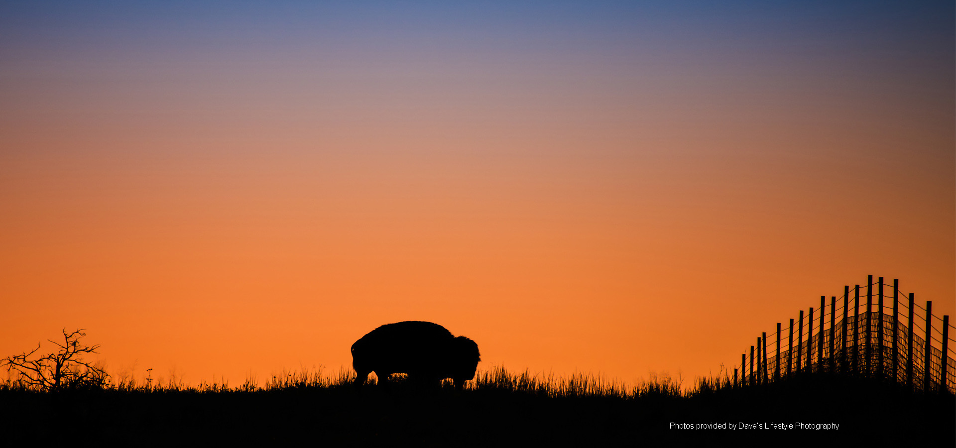 Buffalo Image by Dave's Lifestyle Photography